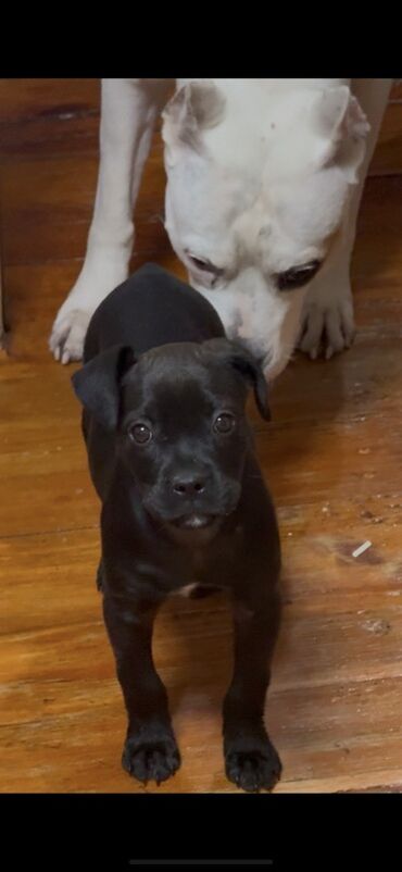 вязка чихуахуа: Питбульсука 2,5 месяца Только в хорошие условия для содержания! для