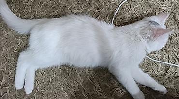 fermer kg: Беспородная, 4 месяца, Девочка, Белый — 3