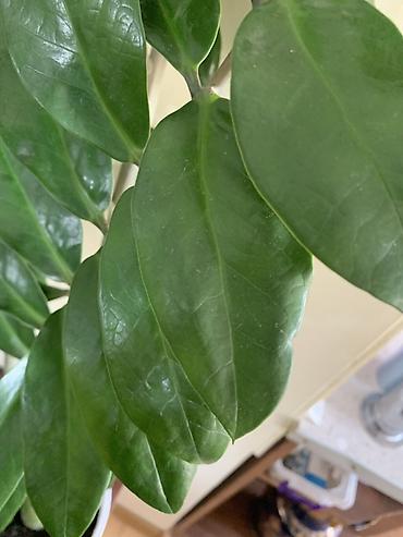 замиокулькас: Замиокулькас (ZZ plant) в декоративных горшках Все 4 оптом - 11000 В — 8