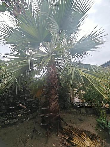 Palma ağacı satılır

hündürlüyü 3 m dən yuxarıdı

ünvan Maştağa