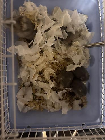 Gəmiricilər: - Məhsul: Kiçik gəmirici ev heyvanları (hamsterlər) - Təsvir: Şəkildə — 1