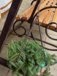 Xalçalar: Xalça -da lalafo.az — 49 Xalçalar: Xalça — 49