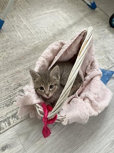 котенок бенгал: Беспородная, 1 месяц, Мальчик, Серый, Приучена к лотку — 1