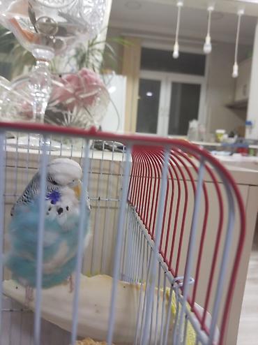 tutuquşu novləri: Məhsul: Dalmatin naxışlı, mavi-ağ rəngli dalğalı tutuquşu (budgerigar) — 3