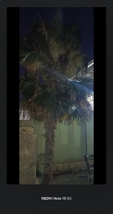 limon ağaçı: Təcili satılır qiymətde razılaşmaq olar binededi Dekorativ palma ağacı — 1