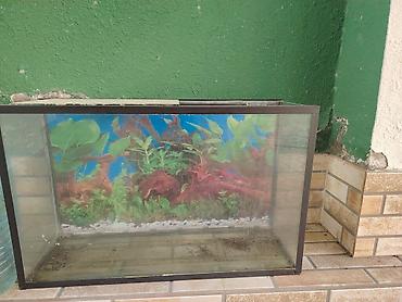 akvaryum filtiri: Dördbucaq akvarium, Boş, 120 l, Ünvandan götürmə — 2