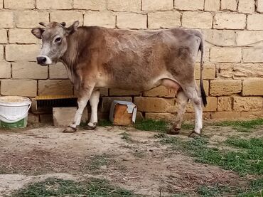 Inəklər, öküzlər: Salam südverən İNƏK. 6.7 LİTİR SÜD VERİR YAĞLI SÜDÜ VAR DİŞlİ CAVAN -da lalafo.az — 10 Inəklər, öküzlər: Salam südverən İNƏK. 6.7 LİTİR SÜD VERİR YAĞLI SÜDÜ VAR DİŞlİ CAVAN — 10