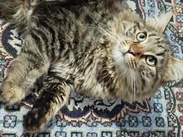 кошка бурма: Кошка даром: Сибирская, 7 месяцев, Мальчик, Приучена к лотку