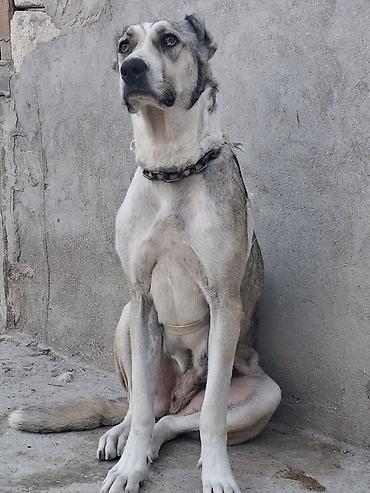 İtlər: Qurdbasar, 2 il, Dişi, Ünvandan götürmə -da lalafo.az — 4 İtlər: Qurdbasar, 2 il, Dişi, Ünvandan götürmə — 4