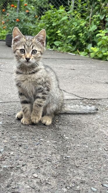 котенка даром: Мальчик, Приучена к лотку