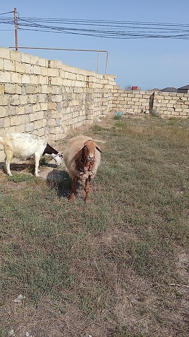 qoyun derisi: Dişi, il: 2, 60 kq, Damazlıq, Ünvandan götürmə — 2