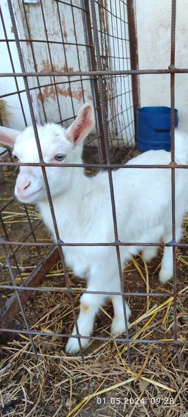 альпийская коза: Продаю | Козлёнок | Полукровка | На забой, Для разведения, Для молока | Племенные, Котные, Осеменитель
