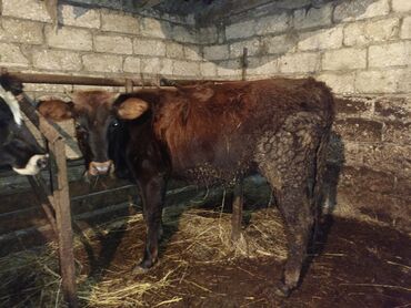 Inəklər, öküzlər: Erkək, il: 1, Damazlıq, Ünvandan götürmə — 11