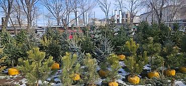 Искусственные ёлки: Ёлка,сосна,голубые ели,пихта,берёза — 3