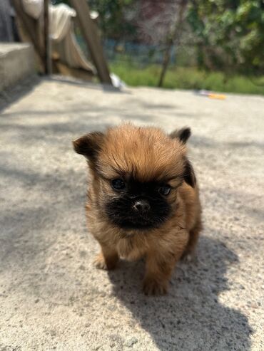 İtlər: Pekines, 1 ay, Erkek, Pulsuz çatdırılma