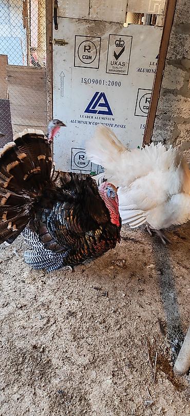 vendam kendi: Dişi, Kanada, Damazlıq, Ödənişli çatdırılma — 5