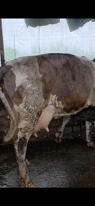 Inəklər, öküzlər: Südlük inək və bala -cins sives süd verimi 21 lt qarantia verirem — 6