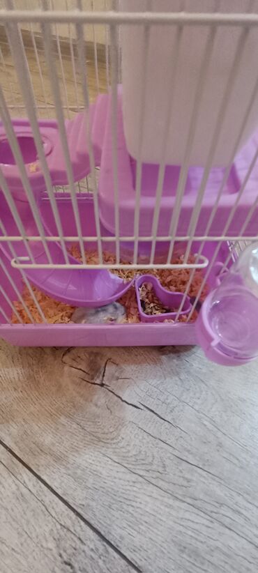 Qəfəslər: Kiçik ev heyvanları üçün, xüsusilə də hamsterlər üçün nəzərdə tutulmuş