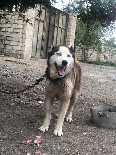 xaski balasi qiymetleri: Xaski, 7 ay, Erkek, Cütləşmə üçün, Ödənişli çatdırılma