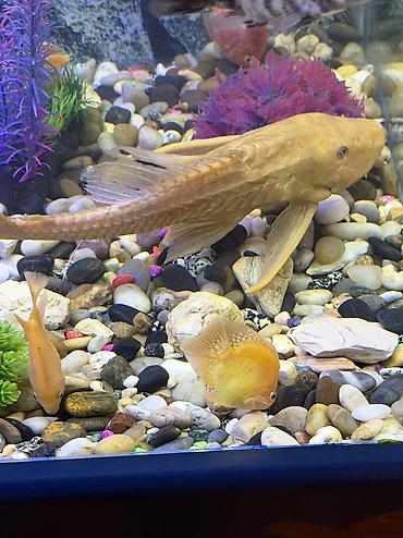 Akvariumlar: Продается аквариум 2 м с рыбами все вместе рыбы декор и — 28