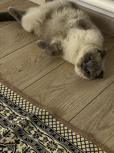 Скотиш Фолд (Шотландская вислоухая), 3 года, Мальчик, Голубой, Кастрирована