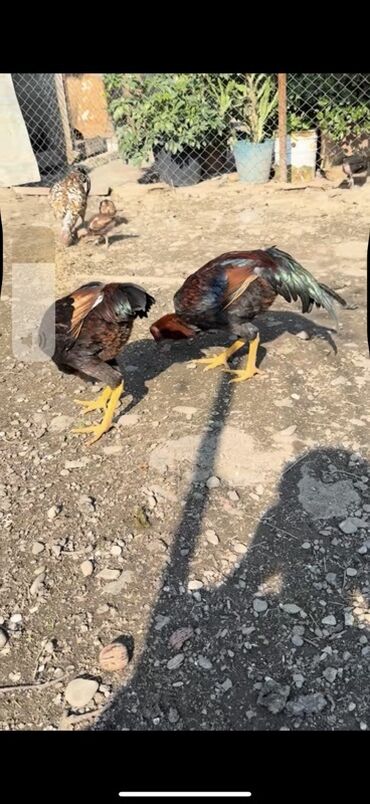 Xoruzlar: Məhsul: Uzunboyun, möhkəm ayaqlı, sərt bədən quruluşlu döyüş tipli — 11