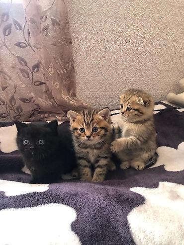 Кошки: Золотая шиншилла, В добрые руки — 3