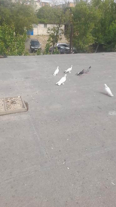 goyercin damı: Tutulma quslardi ciddi insanlar narahat etsin.tek tek — 3