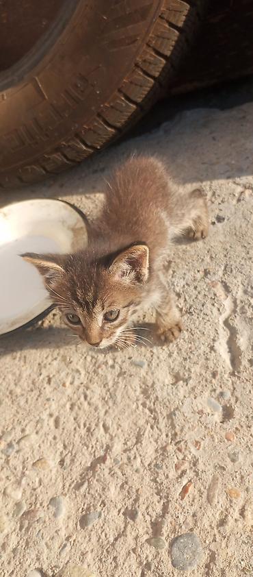 Кошки: БЕСПЛАТО отдам в хорошие руки Котёнок, окрас сплошной серый — 9