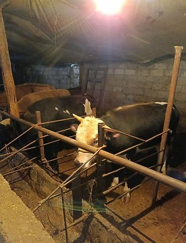 Inəklər, öküzlər: Inəklər, öküzlər — 2