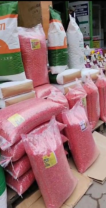Кукуруза: Семена кукурузы оптом и в розницу есть все сорта БУДАН и местной — 1