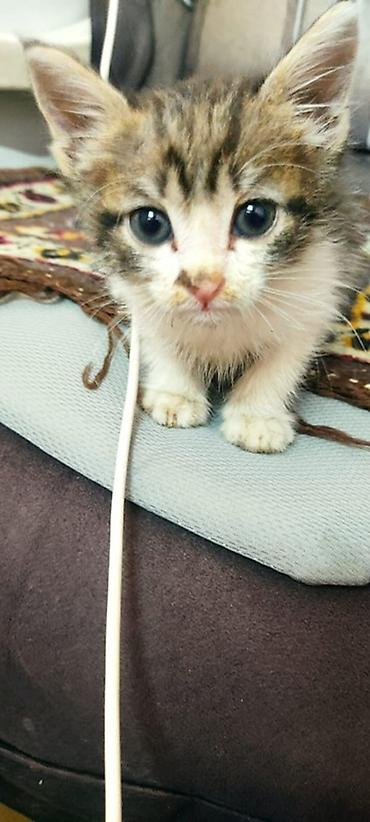Животные: КОТЕНОК ИЩЕТ ДОБРЫХ ХОЗЯЕВ)) Котёнок домашнего типа, очень маленький — 2