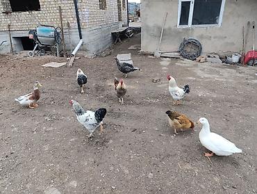 Куры, петухи: Продаю | Петух | Для разведения — 10