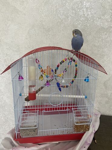 синий волнистый попугай: Волнистый попугай. Привык к людям, 5 месяцев. 5000 сом, вместе с