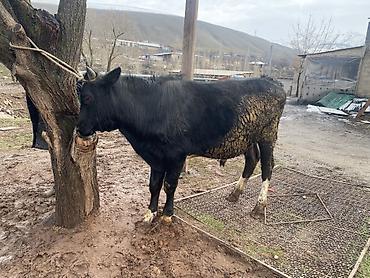 Коровы, быки: Продаю | Бык (самец) | На откорм — 7