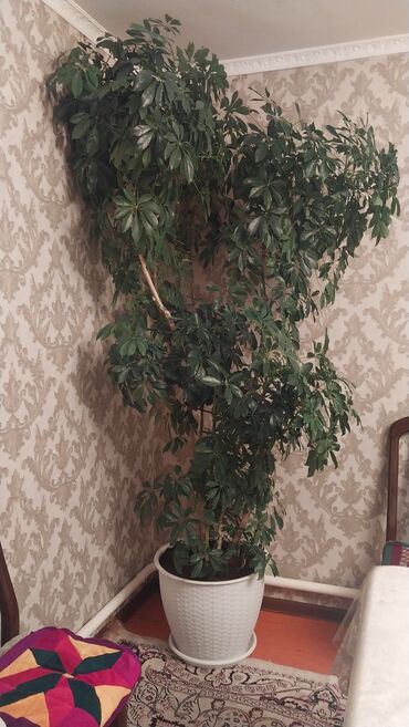 купить семена павловнии бишкек: Продаётся цветок:шефлера почти без ран .Рост2,20-2:40м.Обращяйтесь по