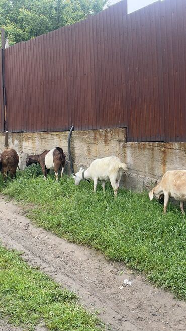 нубийский козы: Продаю | Коза (самка), Козёл (самец), Козлёнок | Зааненская, Нубийская, Битал | Для разведения, Для молока