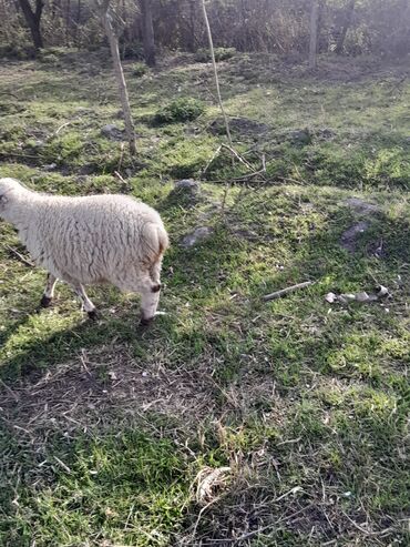 1 kq buğda qiyməti: Quzu, Dişi, ay: 1, 35 kq, Damazlıq, Pulsuz çatdırılma
