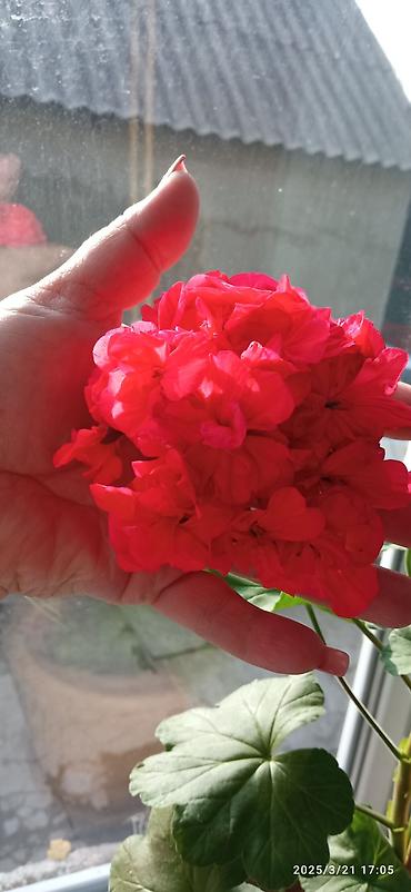 Бөлмө өсүмдүктөрү: Село Садовое . Отдам, даром не укоренённые черенки Пеларгонии (герань) — 1