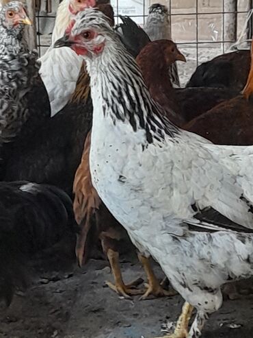 Inəklər, öküzlər: Toyuq, Damazlıq, Ödənişli çatdırılma