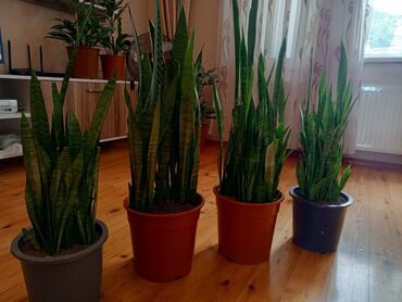Otaq bitkiləri: Sansevieria (Qaynanadil) – qapalı məkanlar üçün dekorativ otaq bitkisi — 5