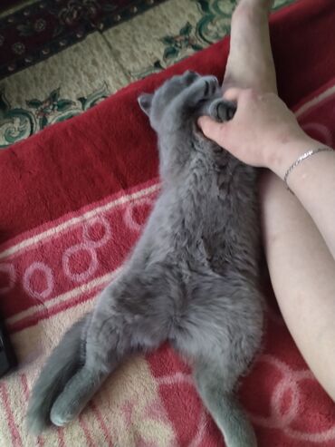 Продажа кошек: Британская короткошёрстная, 3 месяца, Девочка, Лиловый — 17