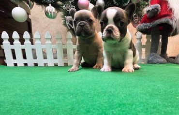 Psi: Štenci francuskog buldoga. U novogodisnjoj ponudi sjajno leglo na lalafo.rs — 2 Psi: Štenci francuskog buldoga. U novogodisnjoj ponudi sjajno leglo — 2