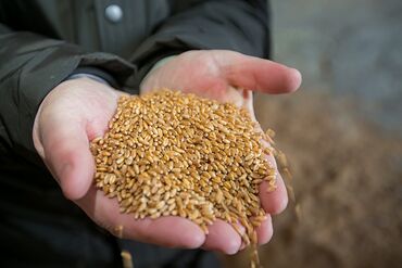 услуги ош: Пшеница с доставкой с выше 8 т