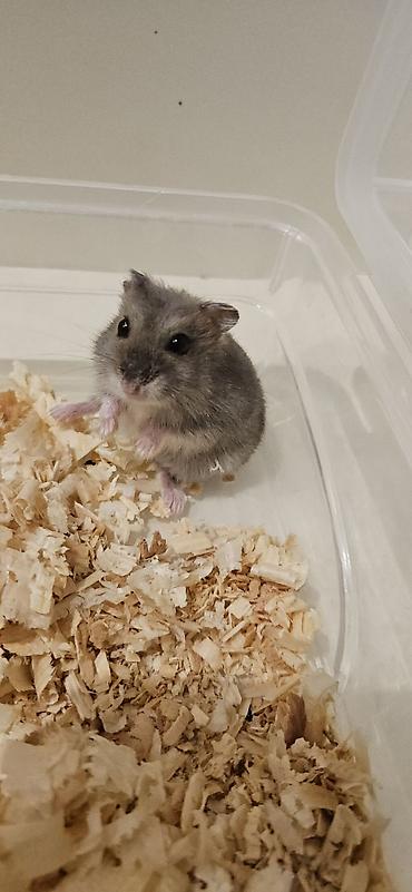 hamsteri: Havayi verilir 
göy mesçidinin yanı — 3