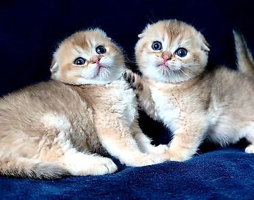 Продажа кошек: Скотиш Фолд (Шотландская вислоухая), 2 месяца, Девочка, Золотая шиншилла — 2