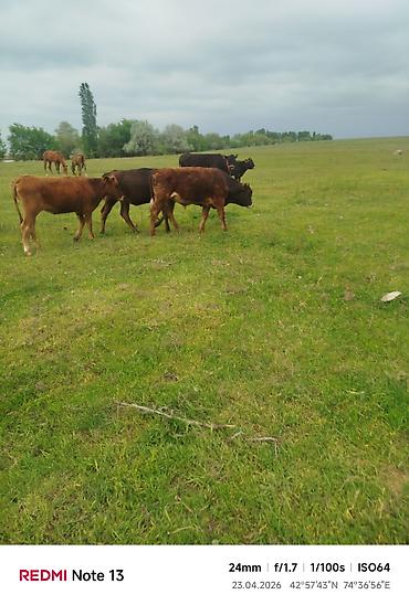 Коровы, быки: Продаю | Бык (самец) — 18