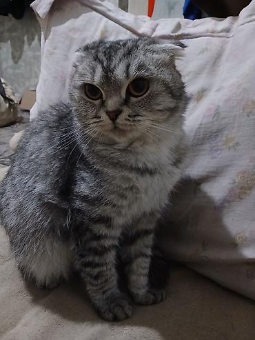 Мышыктар сатылат: Шотландская вислоухая кошка (Scottish Fold) - Окрас: серебристый — 2