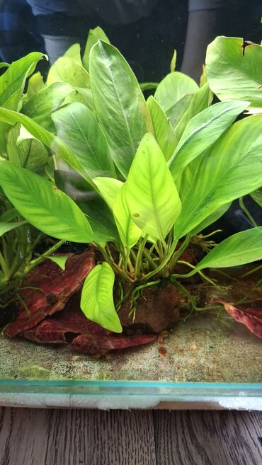 Аквариумы: Аквариумные растения — живые, выращенные в воде Предлагаются — 8