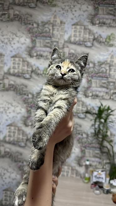 кошка золотая шиншила: Котёнок, окраска бело-рыжая (пятнистый), короткошёрстный. Большие — 5